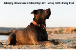 Rodwajlery: Ultimate Guide to Rottweiler Dogs, Care, Training, Health & Jewelry Brand
